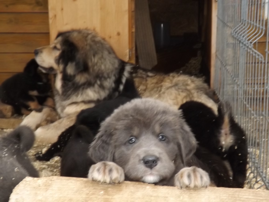 babička BADUA Grags-Pa pečuje o svá vnoučata (3)