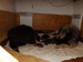 20.den(20.day) babička Badua máma Bora  pečují o štěňátka (2)